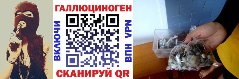 что такое   Сясьстрой  Галлюциногенные грибы GOLDEN TEACHER 